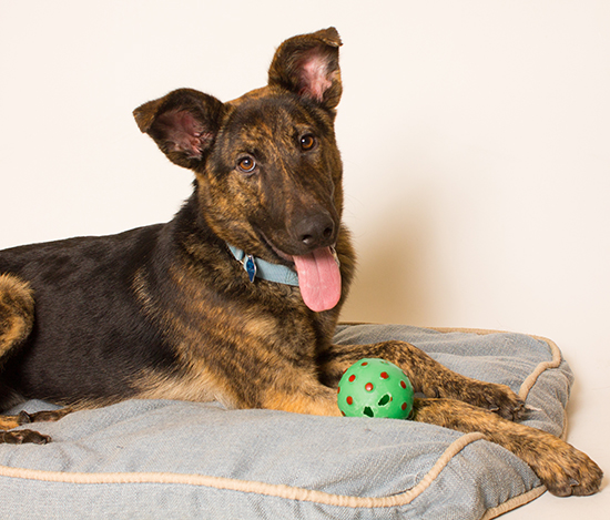 service dog named murphy